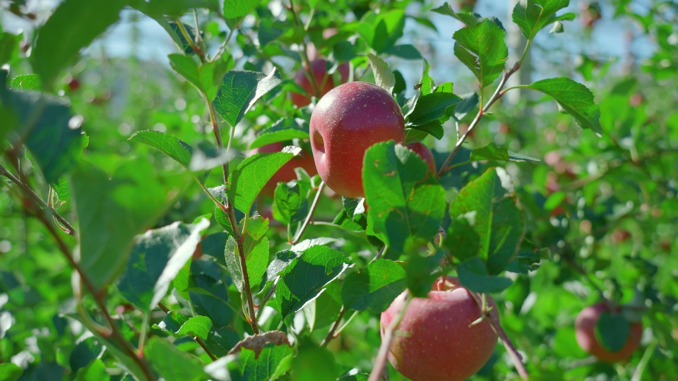Ripe red apples hang on tree branches growing in orchard