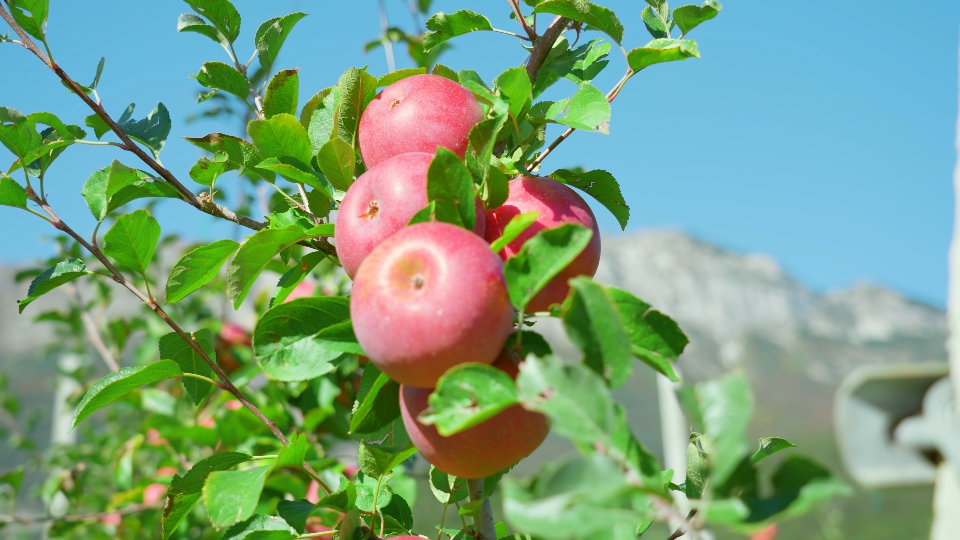 Ripe Red Apples Growing on the Tree