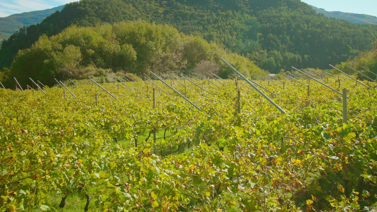 Autunno nei Vigneti