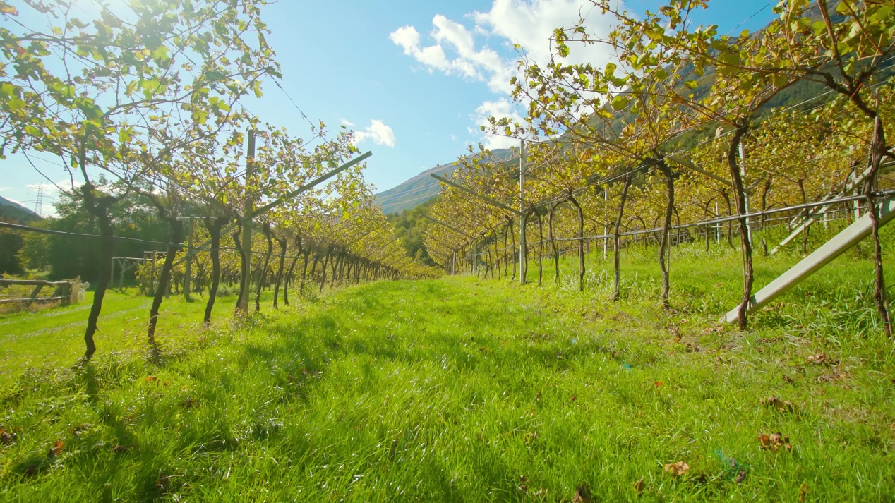 Serena Bellezza dei Vigneti Rurali