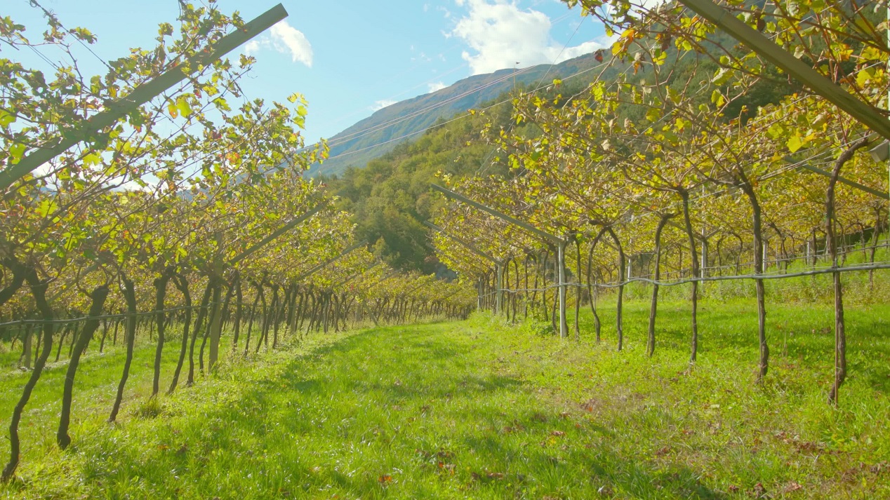 Stroll Through Autumn Vineyards