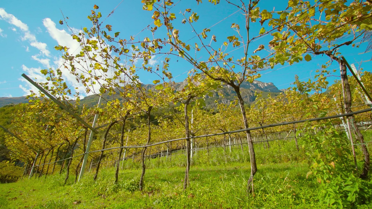 Vineyards in the Valley Facing the Majestic Mountain