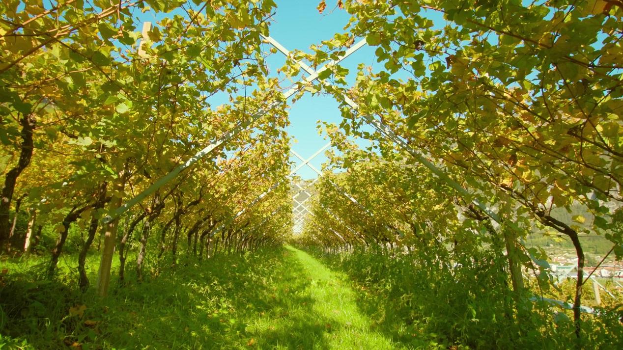 Viaggio tra Vigne e Cielo Azzurro