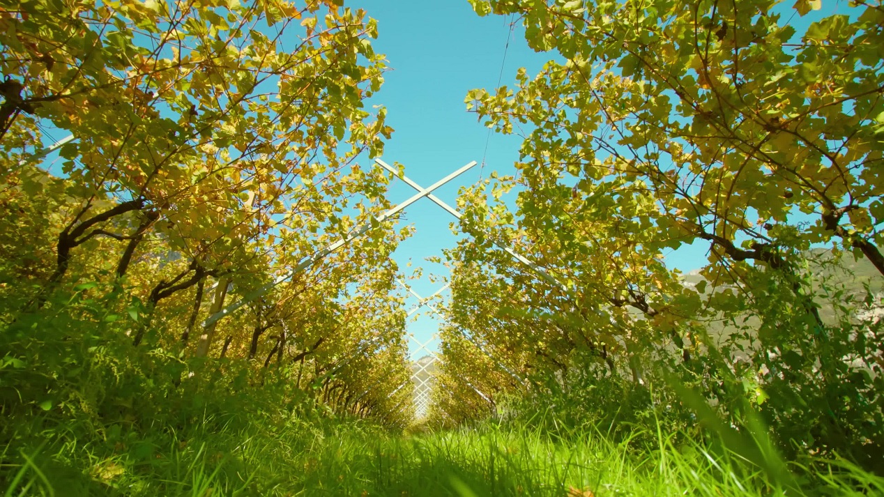 Vita Rurale tra Vigneti e Paesaggi Aperti