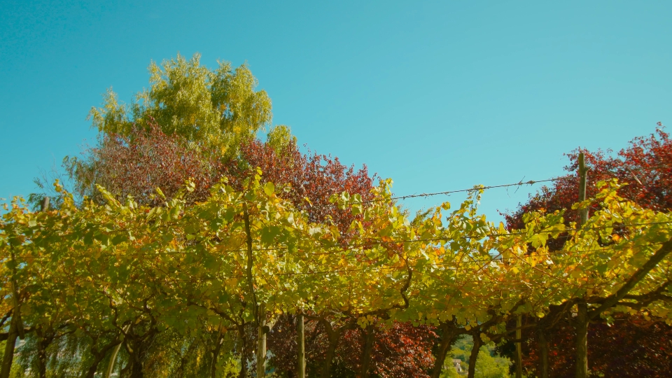 Vigneti Autunnali: Eleganza Dorata