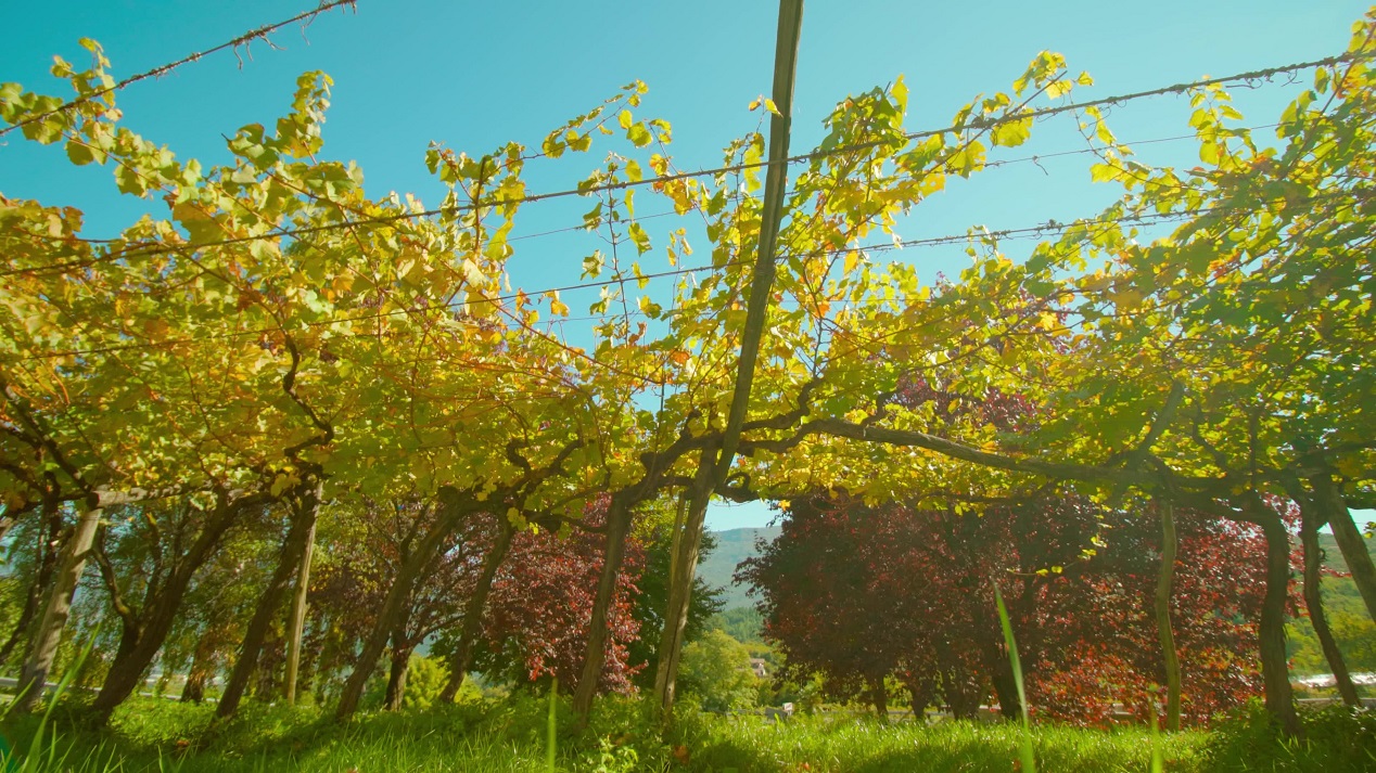 Vigneti Autunnali: Esplosione di Colori