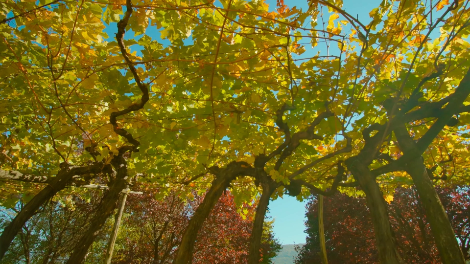 Autunno Incantato tra le Viti