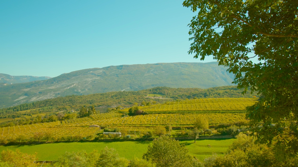 Lush tree grows against huge grape plantation near mountain