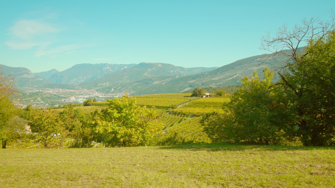 Lush Nature: Multicolored Trees and Shrubs Grow in Front of Wineries Amid Grapevine Plantations