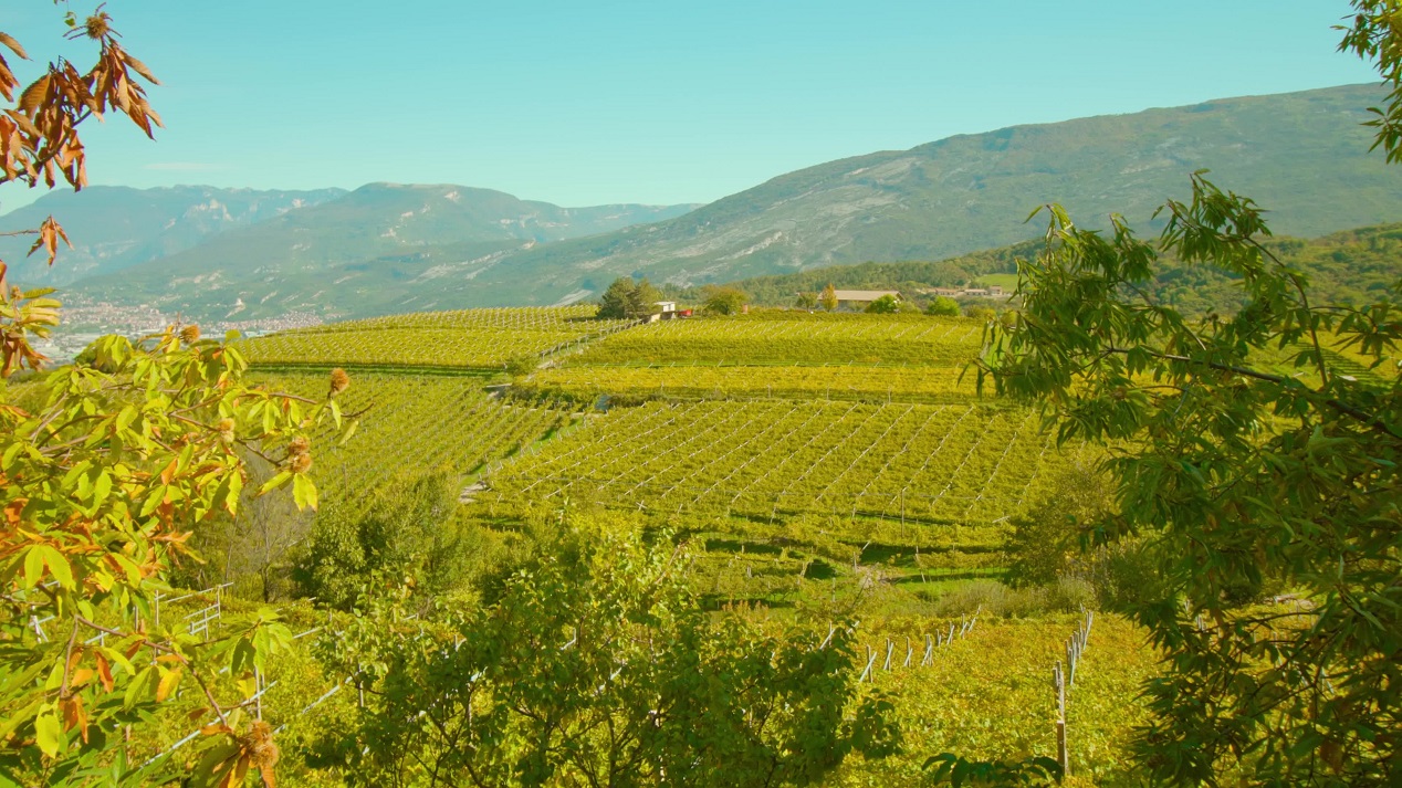 Hillside Vineyards in the Enchanted Valley