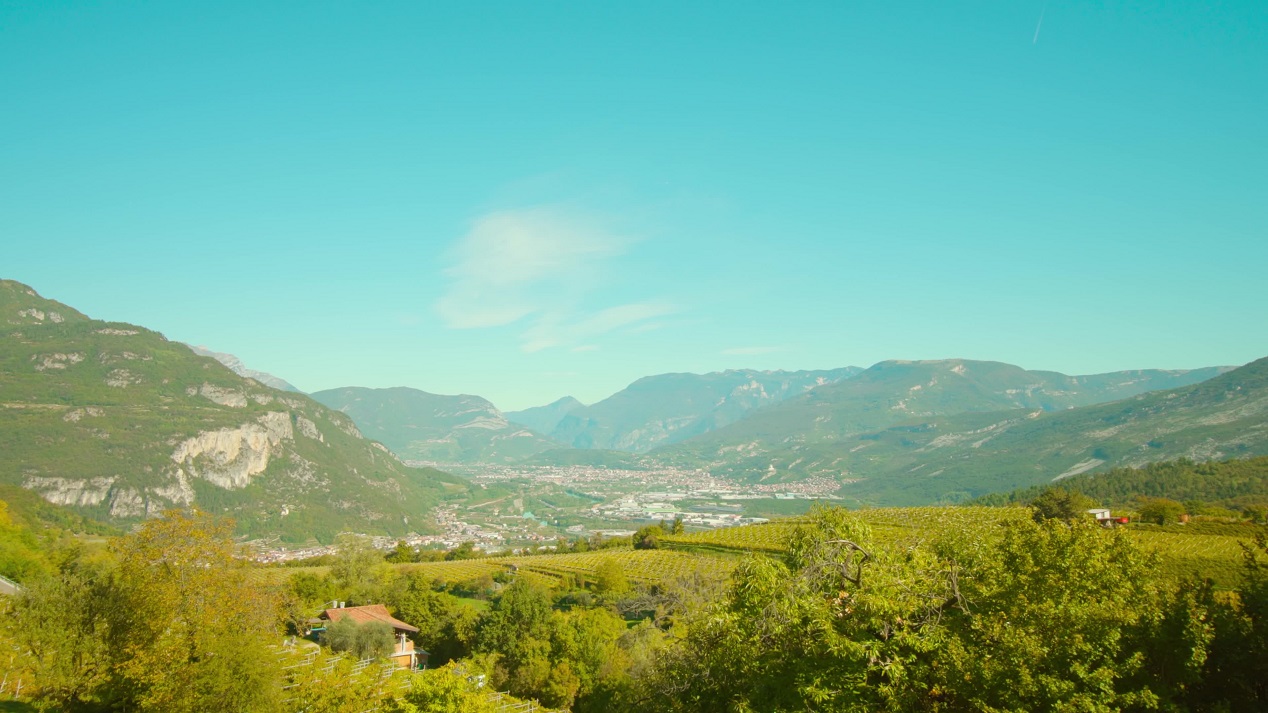 Vista dei cespugli davanti la piantagione di uva vicino alle montagne