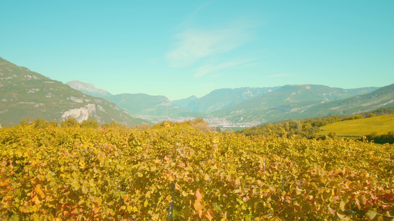 Yellow Vine Leaves in the Autumn Valley