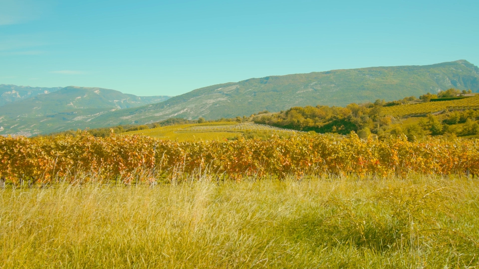Natura Incontaminata: Erba dei Prati Cresce Vicino alle Vigne dell’Uva di Fronte alle Montagne