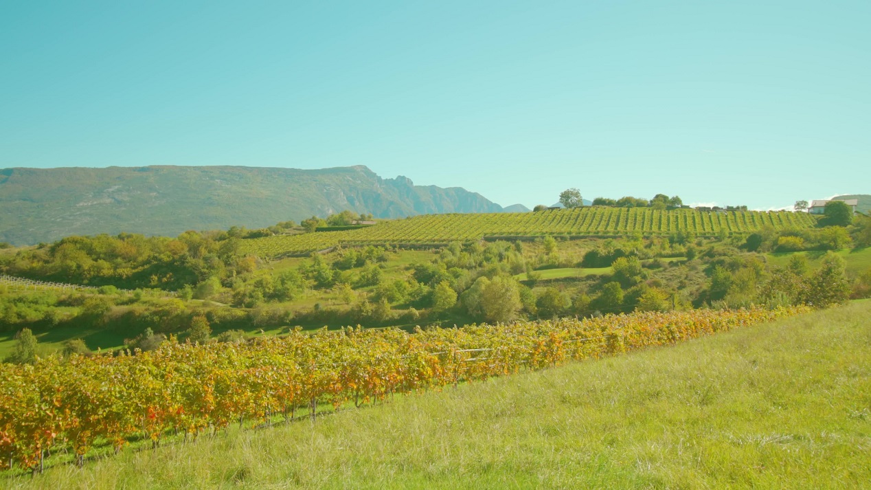 Vigneti Autunnali nella Campagna