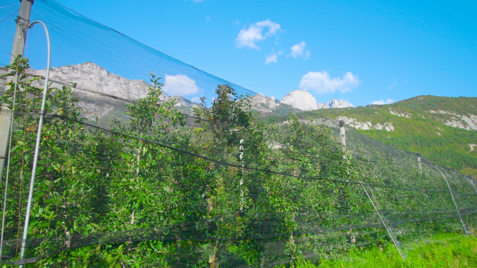 Rural Plantation: Apple Trees under the Net