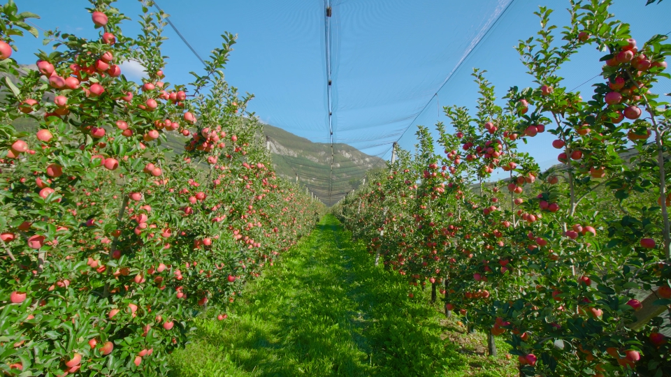 Piantagione con Rete sopra Alberi