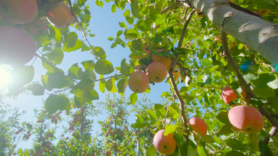 Mele Rosse Mature al Sole su Rami Lussureggianti