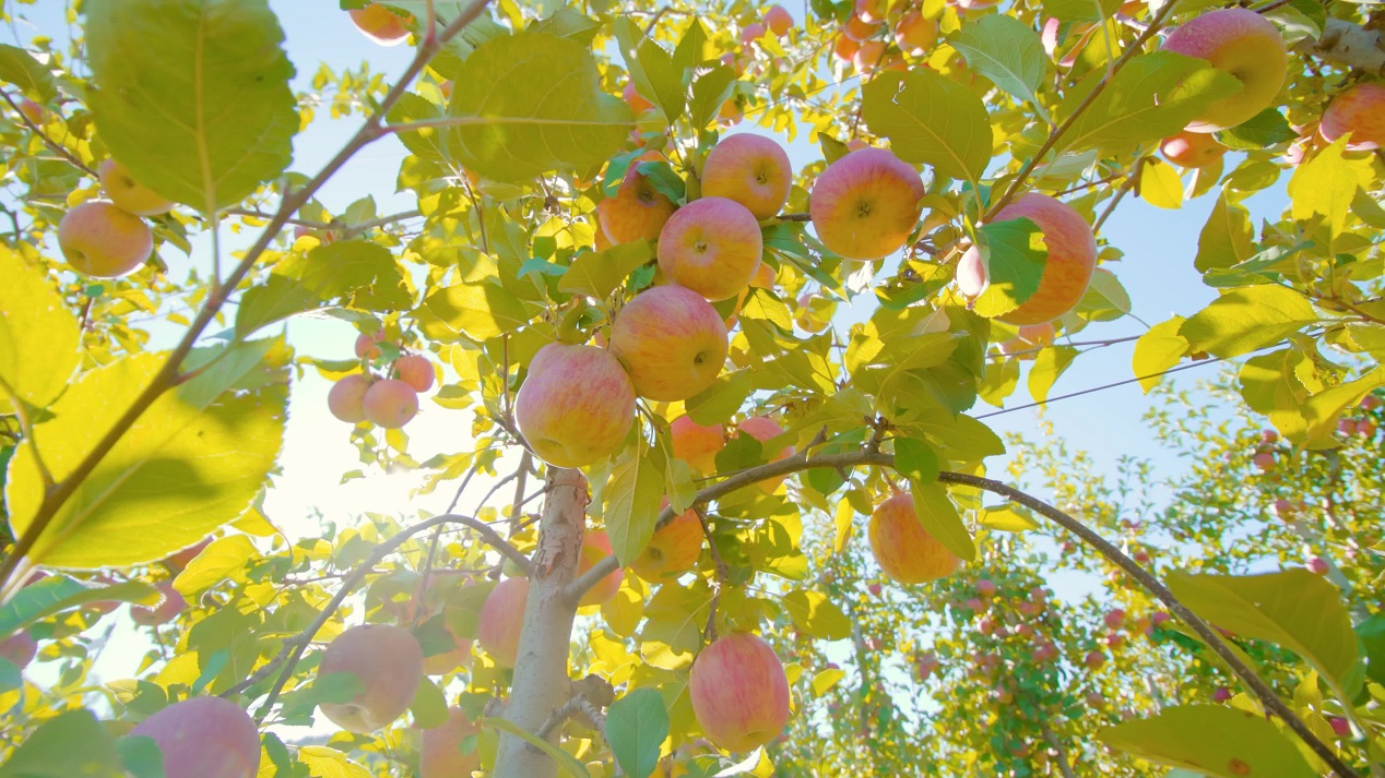 Red apples under the sun