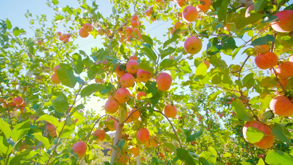 Sole tra Rami con Mele: Freschezza Naturale