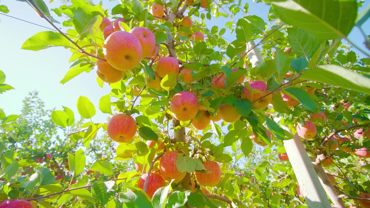 Mele Mature al Sole: Freschezza Naturale