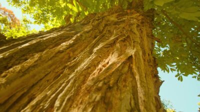 Corteccia Goffrata di un Antico Castagno al Sole