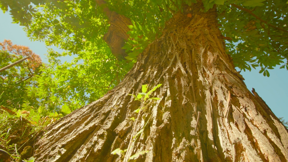 Tronco di copertura della corteccia spessa dell’albero di castagno alla luce solare intensa