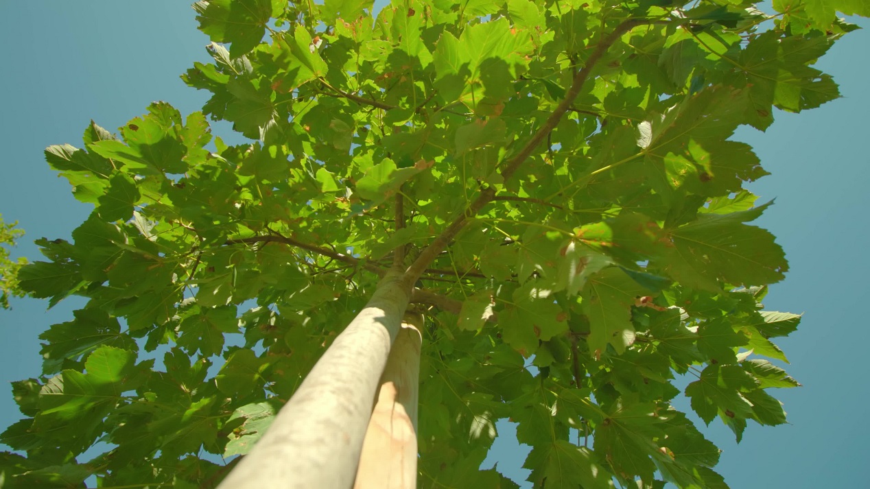 High trees with wide green crowns tied to grow together