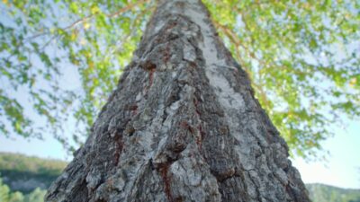 Ancient Majesty - Wind-Beaten Birch Tree