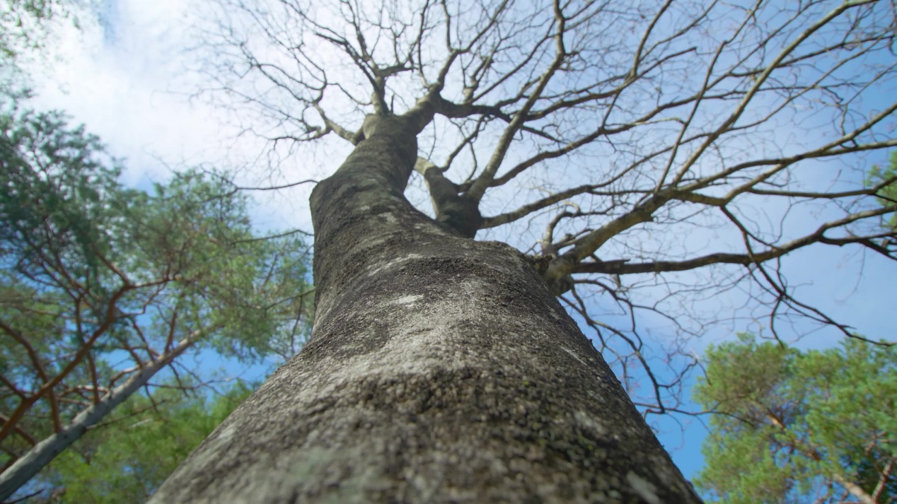 Birch tree with forked leafless branches in national park