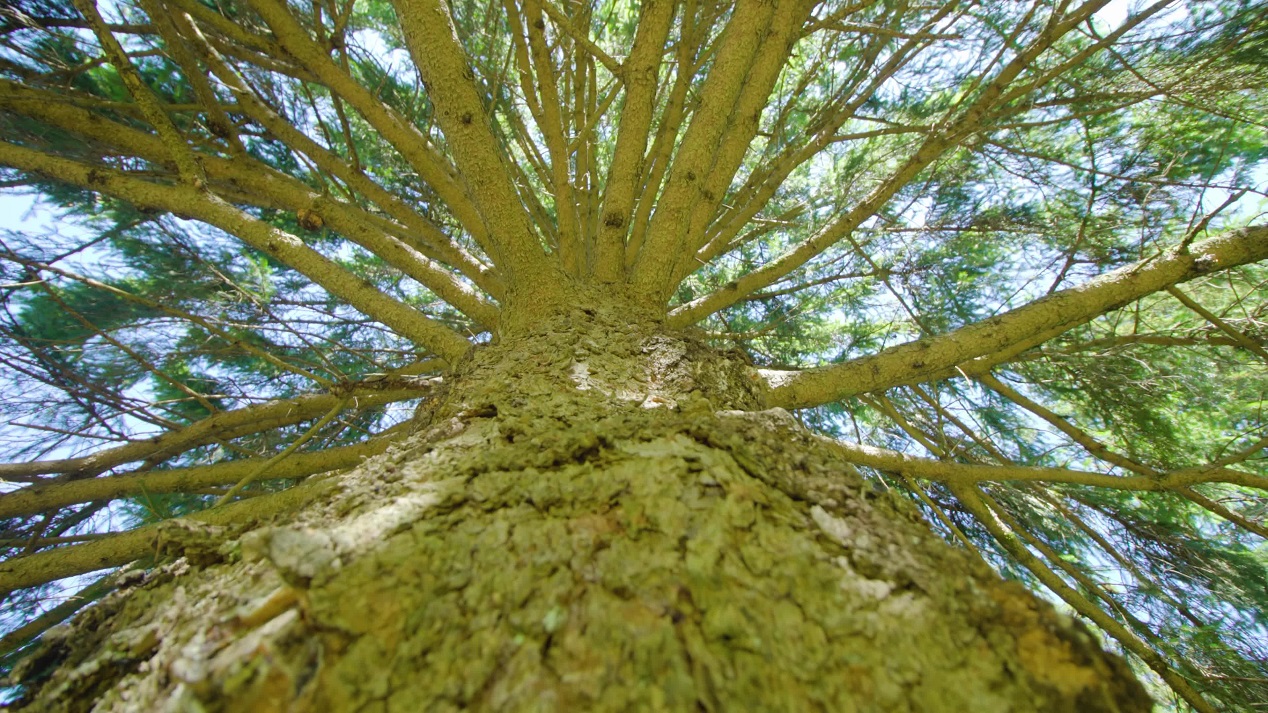 Corteccia goffrata del tronco di pino con rami sottili nel parco