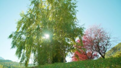 Bellezza al Sole - Betulla e Melo Decorativo nel Parco