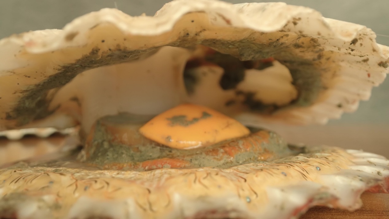 Interior of live shellfish with open muscle on table surface
