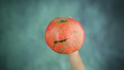 Pomegranate Slow Flight