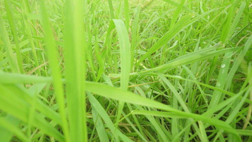 Long bright green grass on meadow in wind at bright sunlight