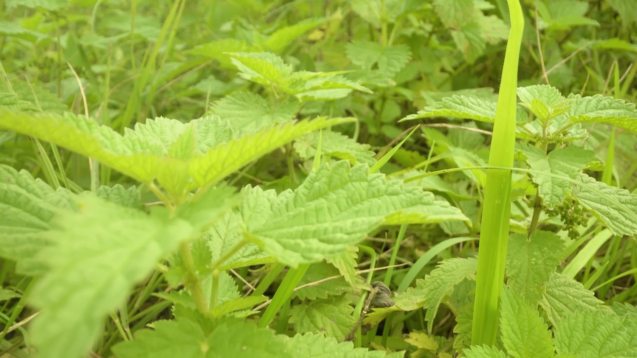 Cespugli con foglie di ortica verde vibrante che crescono in giardino