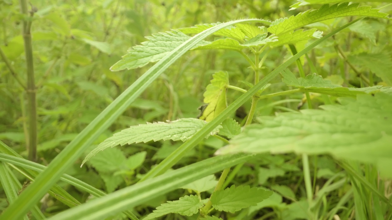 Cespugli densi di alte ortiche verdi che crescono in giardino