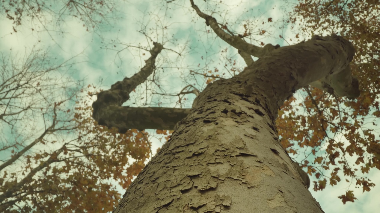 High tree with thin trunk branches and yellowed leaves
