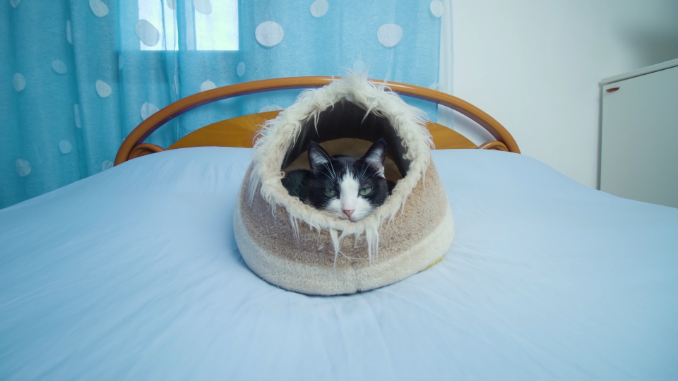 Fluffy cat lies in bed resting and looking into camera