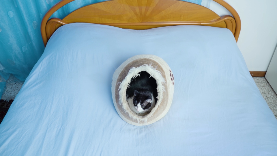 Cat with black and white fur lies in bed and has rest