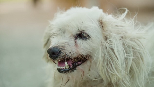 L’Incredibile Viaggio della Vita Canina: Quanto Vivono i Nostri Fedeli Amici a Quattro Zampe