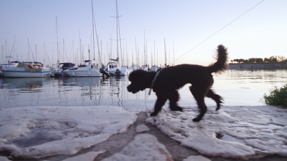 Poodle dog walks on a leash