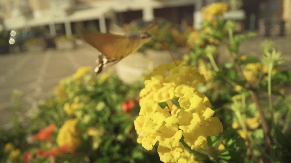 Galium Sphinx Moth Among the Flowers
