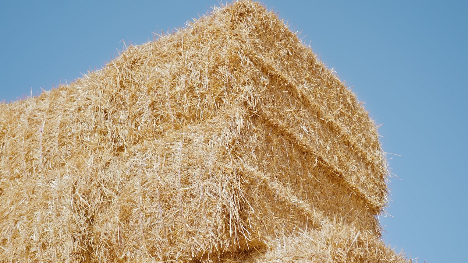 Sun-Drying Hay