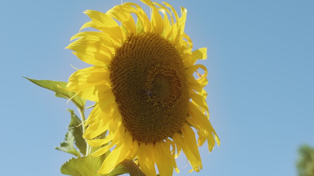 Fiore di girasole giallo illuminato al sole