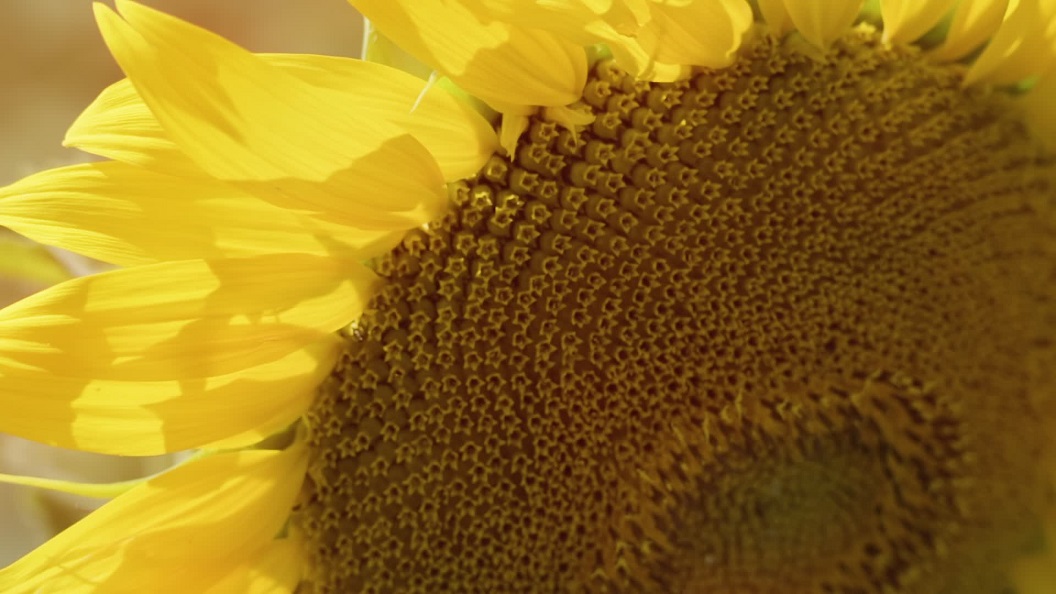 Primo piano di girasole giallo
