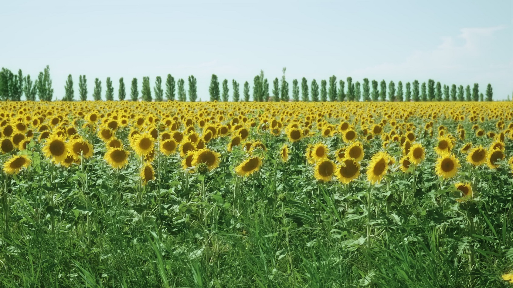 Il Fascino dei Girasoli: Un’Esplorazione della Luce e della Vitalità