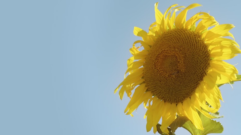 Girasole giallo sul cielo blu