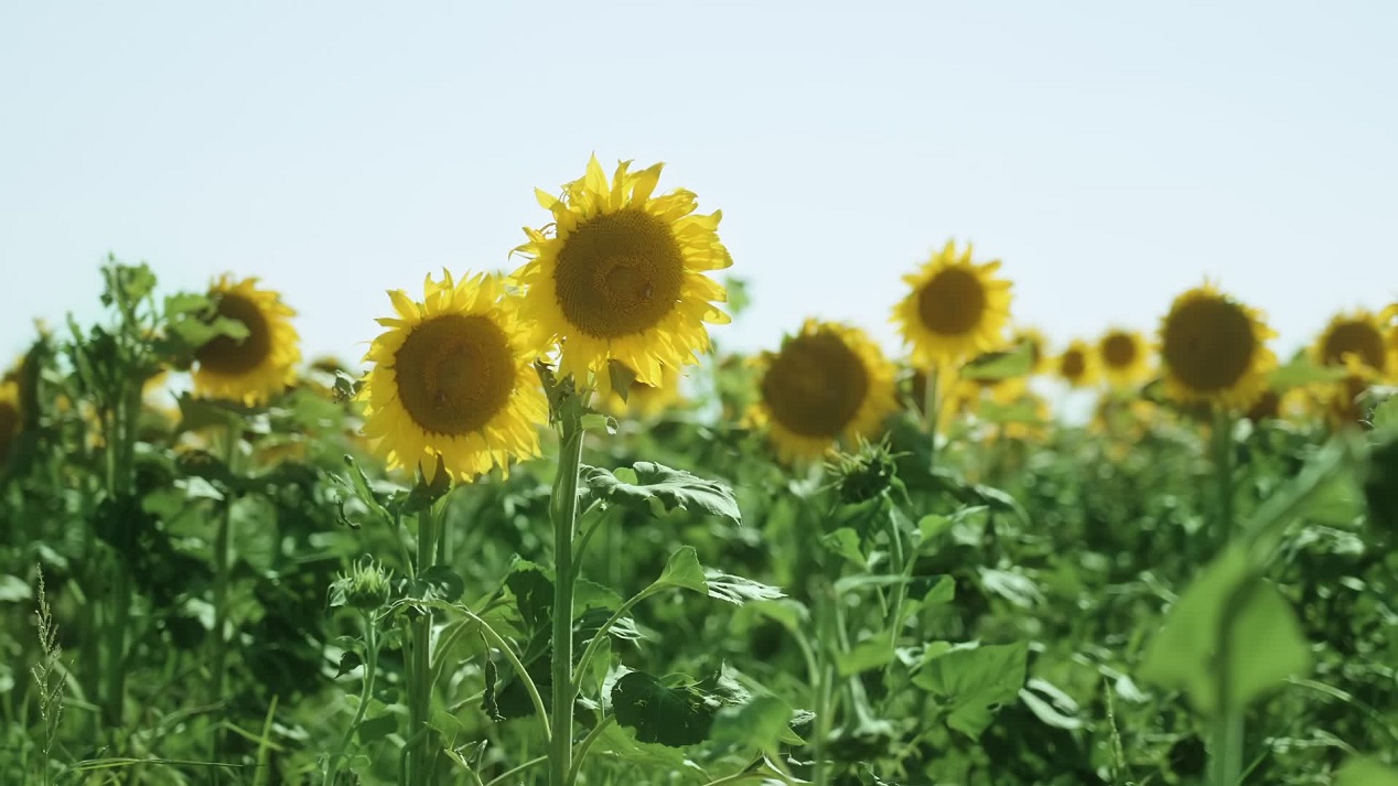 Spettacolare Campo di Girasoli Gialli