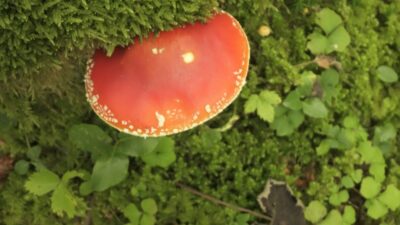 Amanita Muscaria: Red Amidst Green Grass