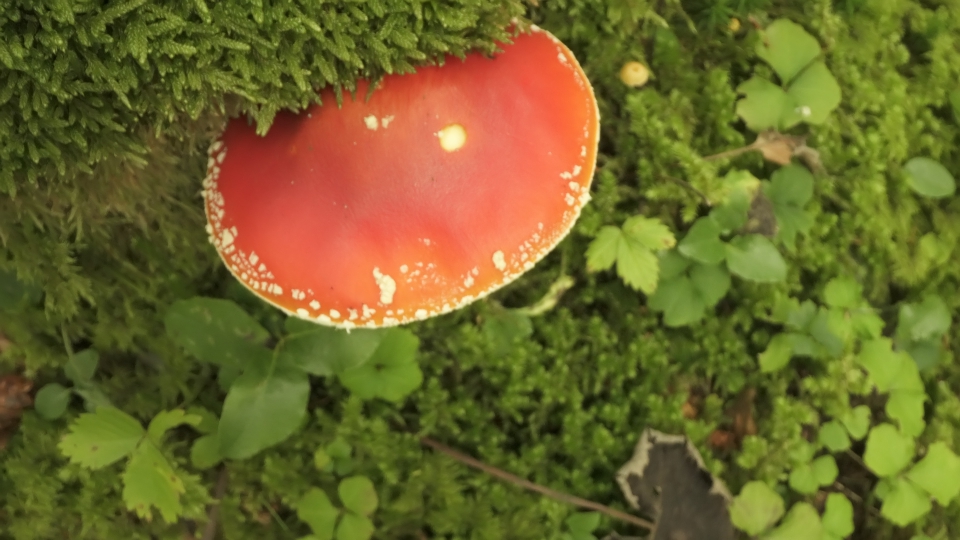 Amanita Muscaria: Il Rosso tra l’Erba Verde